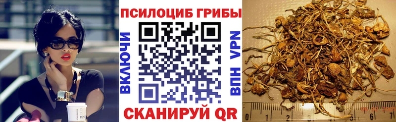 где продают   Севастополь  Галлюциногенные грибы Psilocybe 