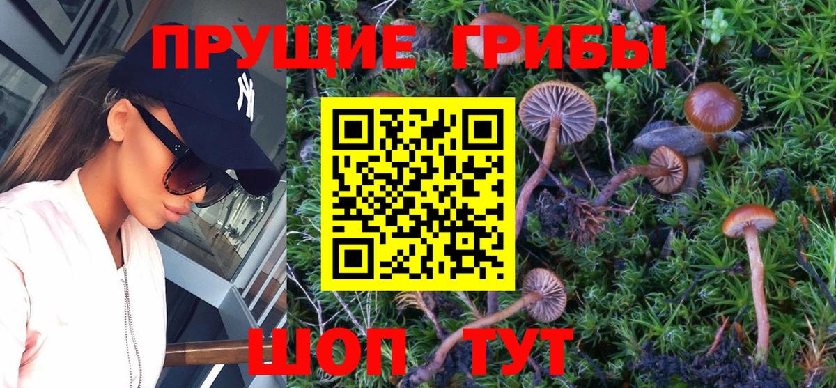 Севастополь  Псилоцибиновые грибы Cubensis  Вход с VPN 